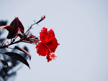 Low angle view of red flowers against clear sky