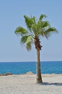 Palm tree by sea against clear blue sky