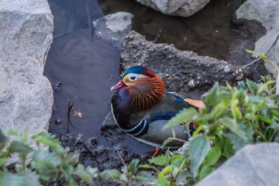 Close-up of bird