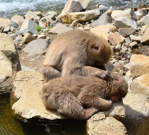 High angle view of monkeys relaxing on rock