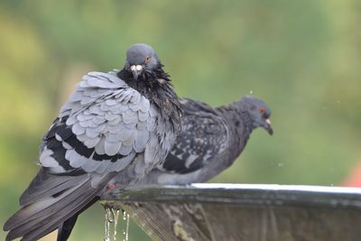 Close-up of pair of pigeons perching on a fountain