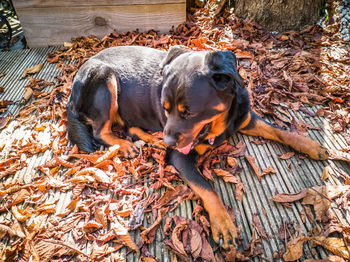 View of dog relaxing on wood