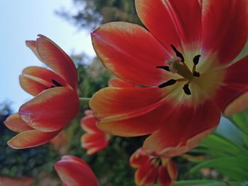 Close-up of orange flowering plant