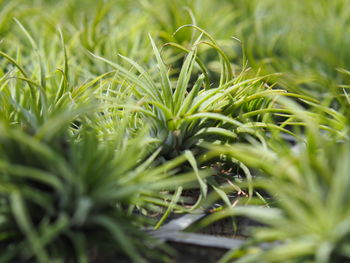 Full frame shot of fresh green grass