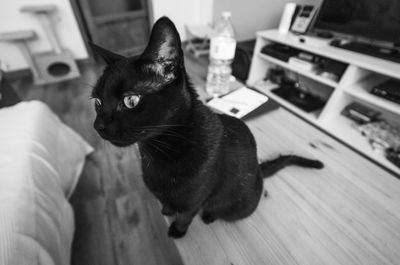 Cat looking away at home