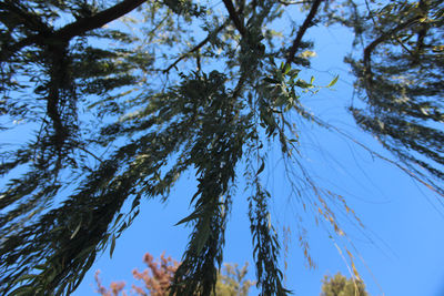 Low angle view of trees against clear sky