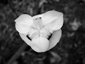 Close-up of white flower
