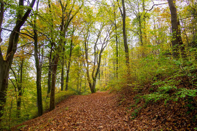 Road amidst trees in forest