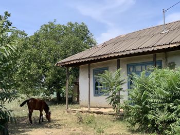 View of a horse against the wall