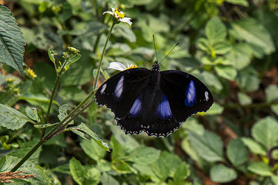 Close-up of butterfly on purple flower