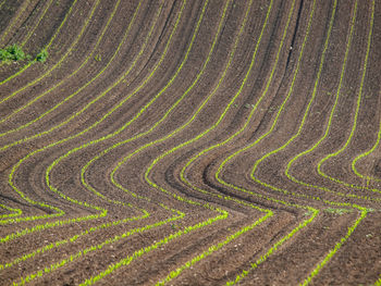 Full frame shot of agricultural field