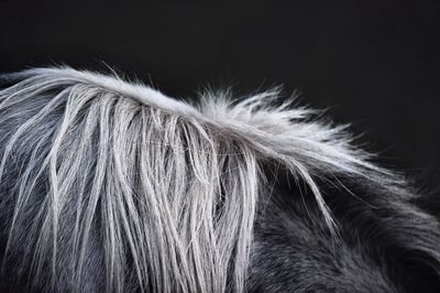 Cropped image of horse hair against black background