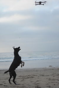 Dog jumping on the beach