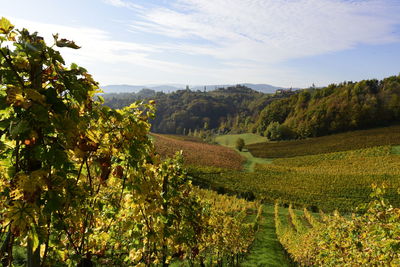 Scenic view of vineyard against sky