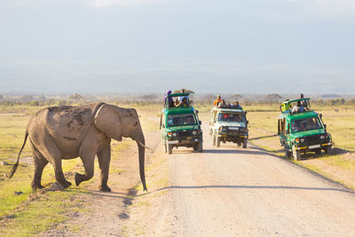 View of horse cart on road