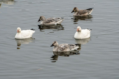 Flock of geese on lake