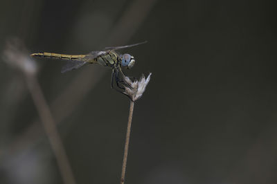 Close-up of dragonfly on twig