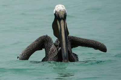 View of pelican swimming in sea