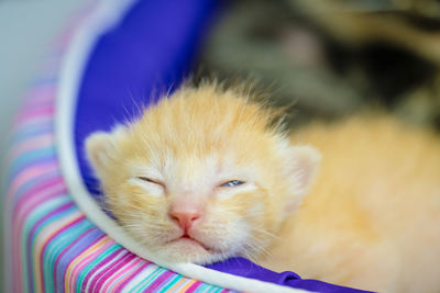 Close-up of kitten sleeping in pet bed