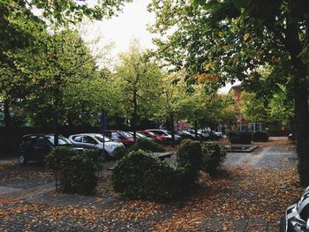 Trees in park