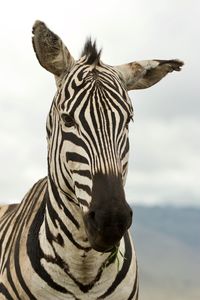 Close-up of zebra standing outdoors