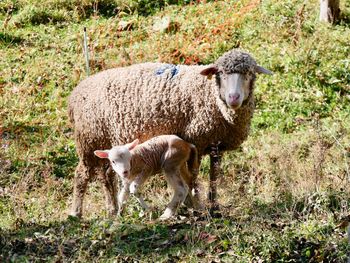 Sheep in a field