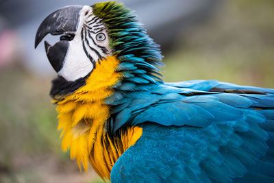 Close-up of a parrot