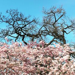 Low angle view of cherry blossoms