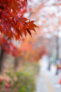 Close-up of maple leaves against blurred background