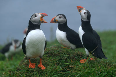 Puffins in mykines