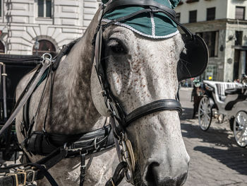 Close-up of horse cart on street