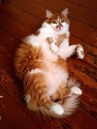 Close-up of cat sitting on hardwood floor