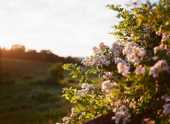 Close-up of flowers blooming against sky