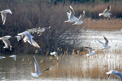 Seagulls flying over lake