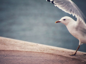 Close-up of seagull perching on wall