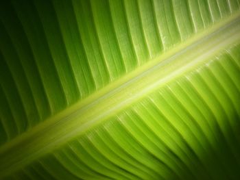 Full frame shot of green leaf