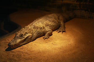 High angle view of crocodile in zoo