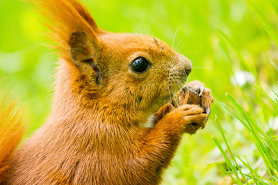 Squirrel eating walnut