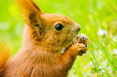 Close-up of squirrel on rock