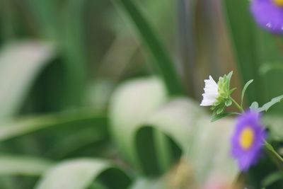 Close-up of flower