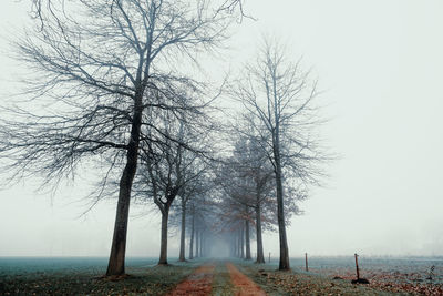 Bare trees on field against sky during foggy weather