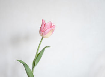 Close-up of pink rose