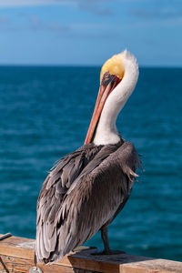 Close-up of bird perching on a sea
