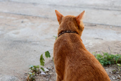 View of a dog looking away