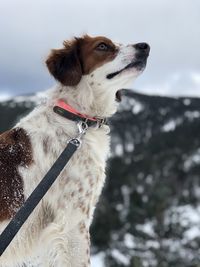 Close-up of dog winter