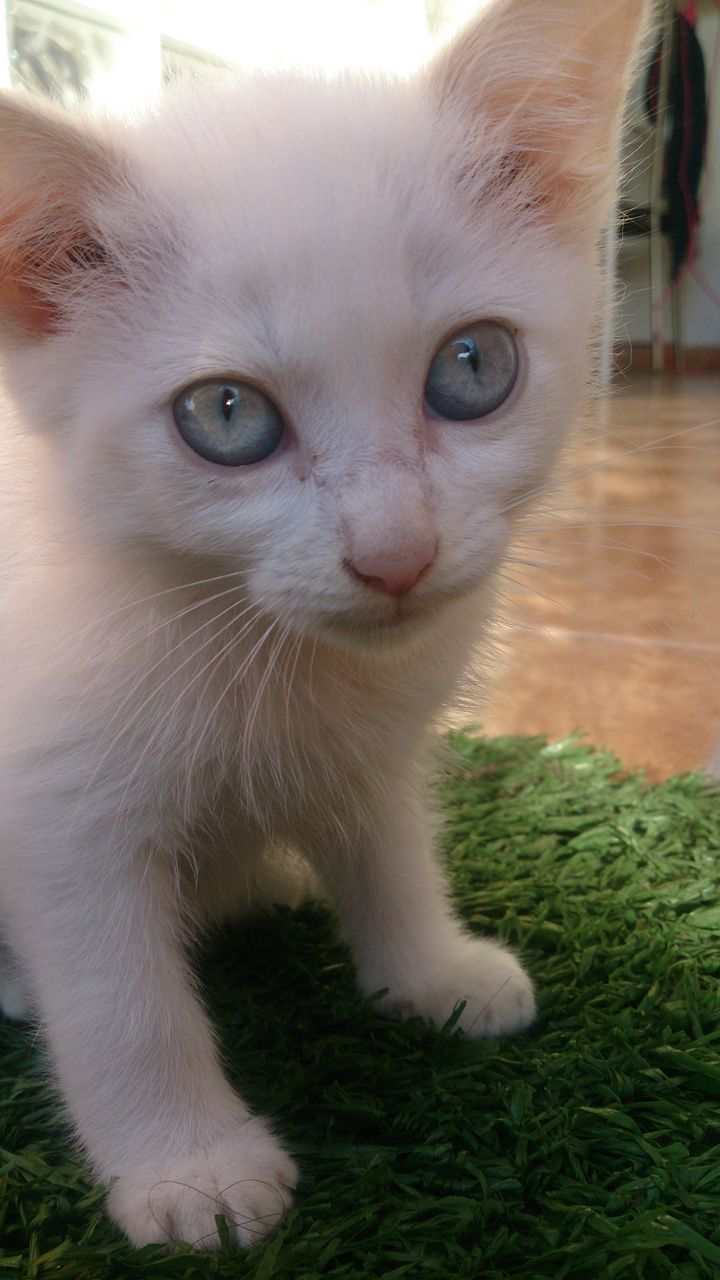 domestic animals, animal themes, one animal, pets, mammal, domestic cat, cat, feline, whisker, close-up, animal head, portrait, animal body part, looking at camera, part of, no people, focus on foreground, outdoors, day