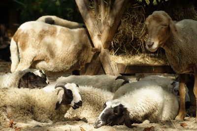 Sheep in a farm