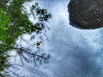 Close-up of spider on tree against sky