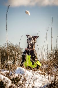 Staffordshire bull terrier playing with snow on field