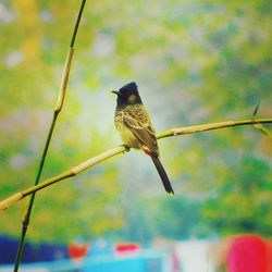 Close-up of bird perching outdoors